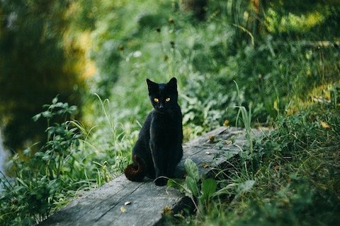 En svart katt